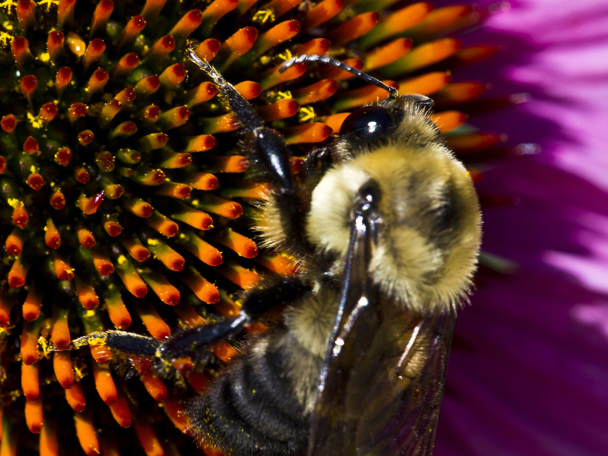 Bumble Bees - Prevention, Control &amp; Facts About Bees