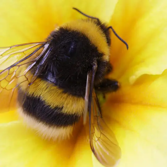 bumble bee picture