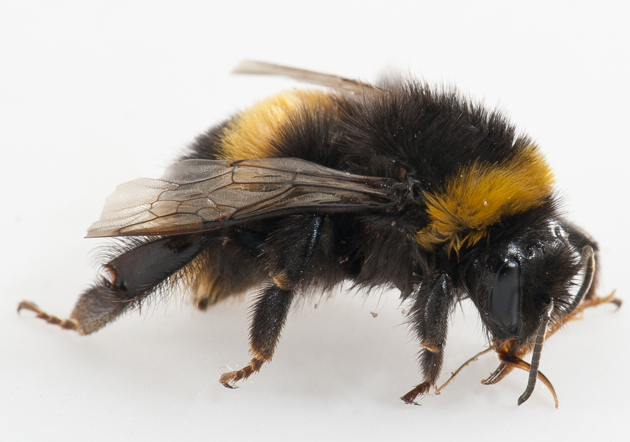 bumble bee