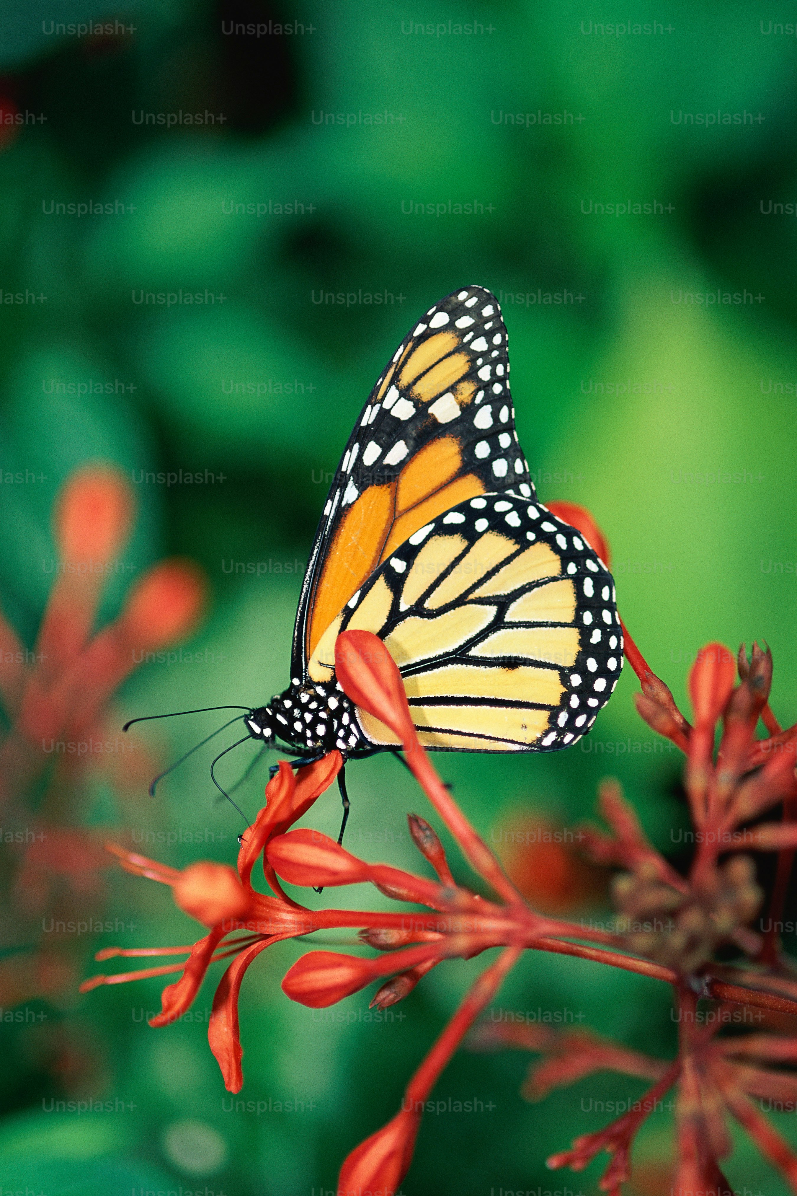 500+ Colorful Butterfly Pictures [HQ] | Download Free Images on ...