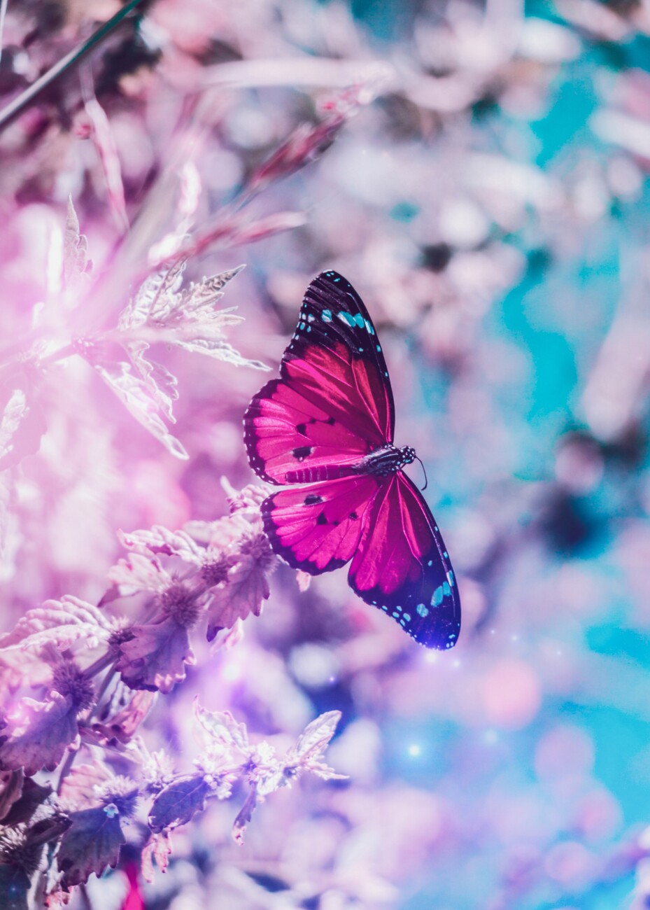 Illustration Pretty Pink Butterfly on a branch