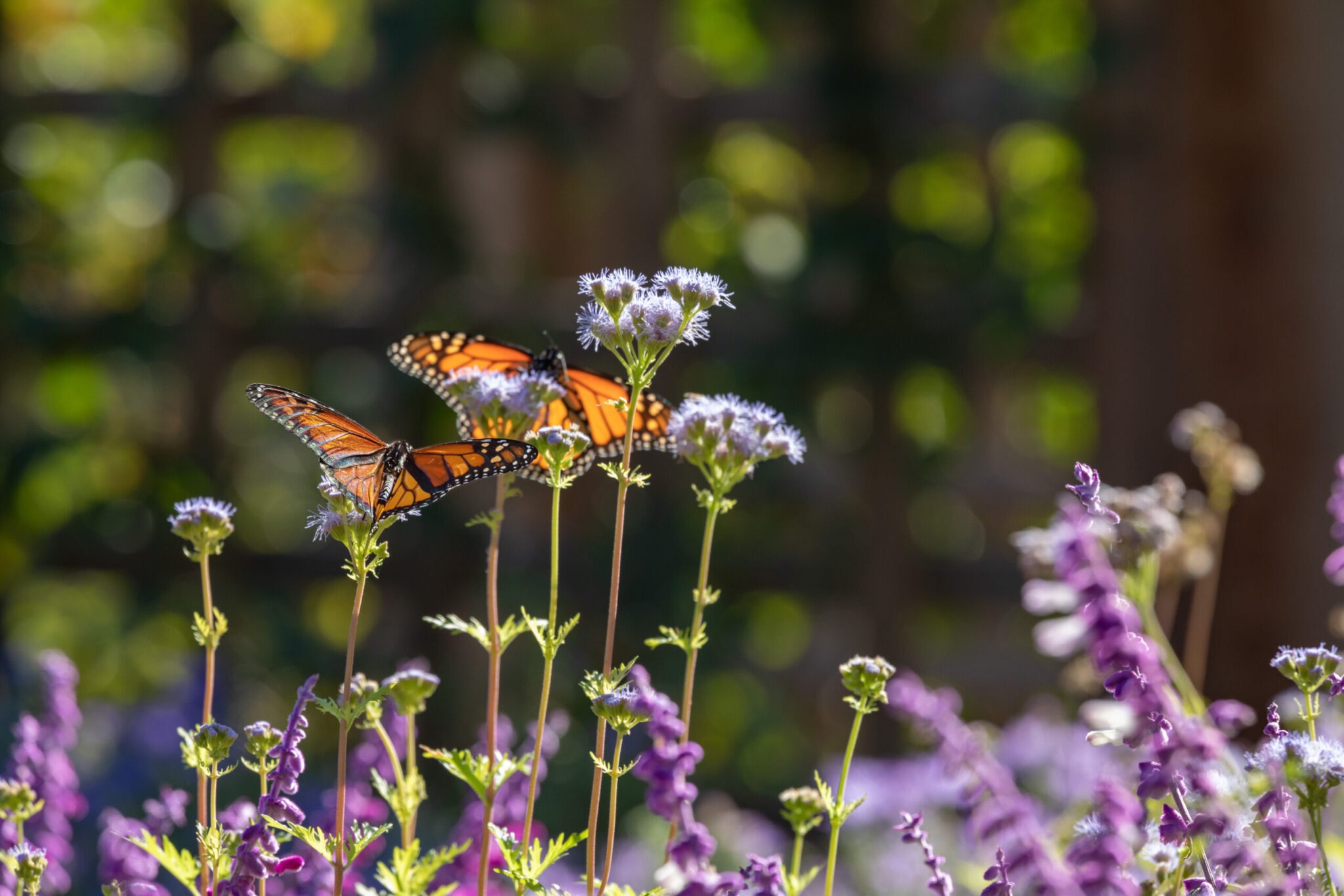 Butterfly FAQ | Louisville Zoo
