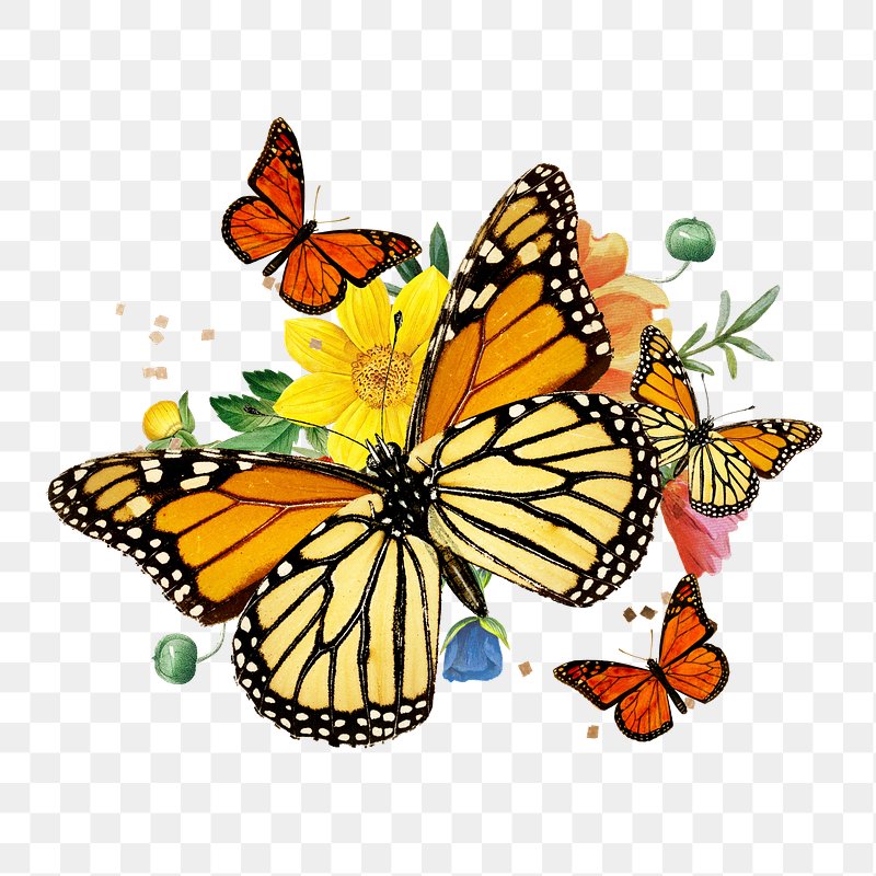 Butterfly Clipart Black and White | Design Bundles