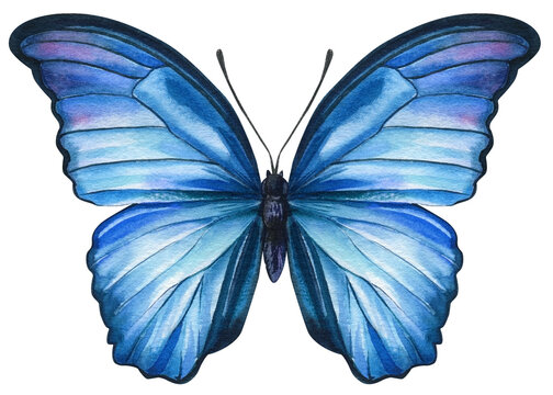 butterfly art images
