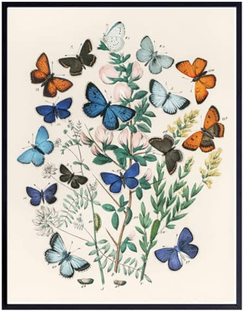 ShopHaven Butterfly Print, Butterfly illustrations, Botanical Wall ...