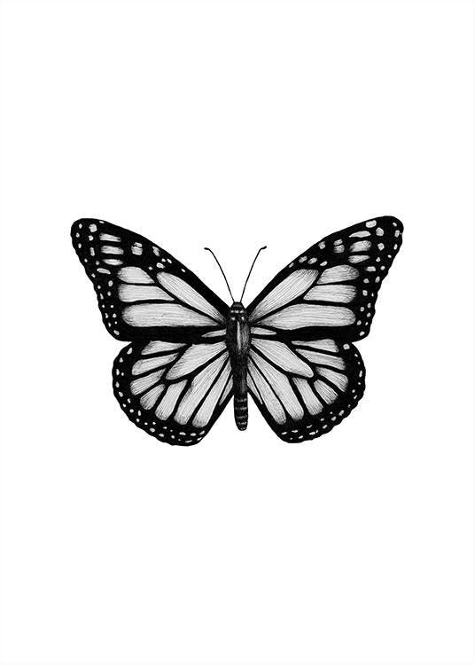 butterfly images pictures