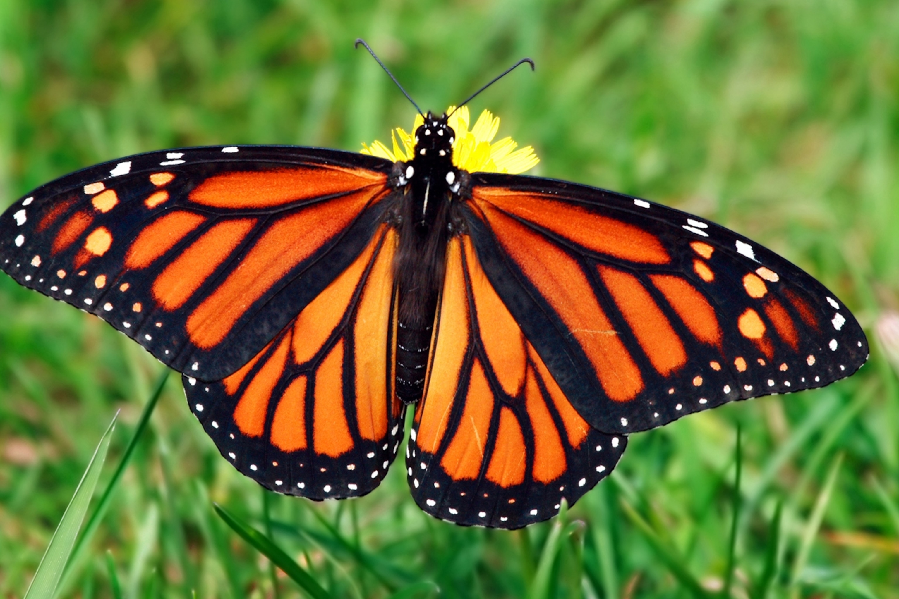 Monarch Butterfly