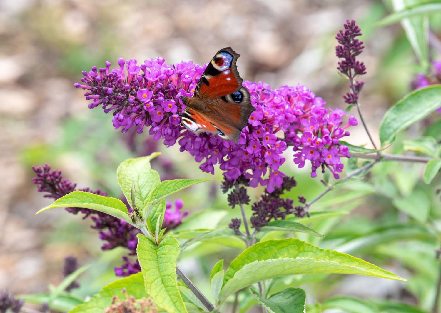 How to Grow and Care for Butterfly Bush