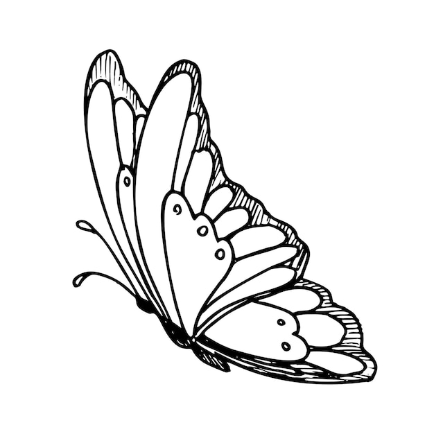 butterfly pictures black and white