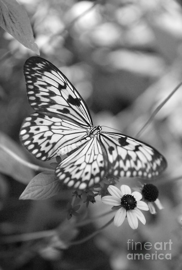 butterfly pictures black and white
