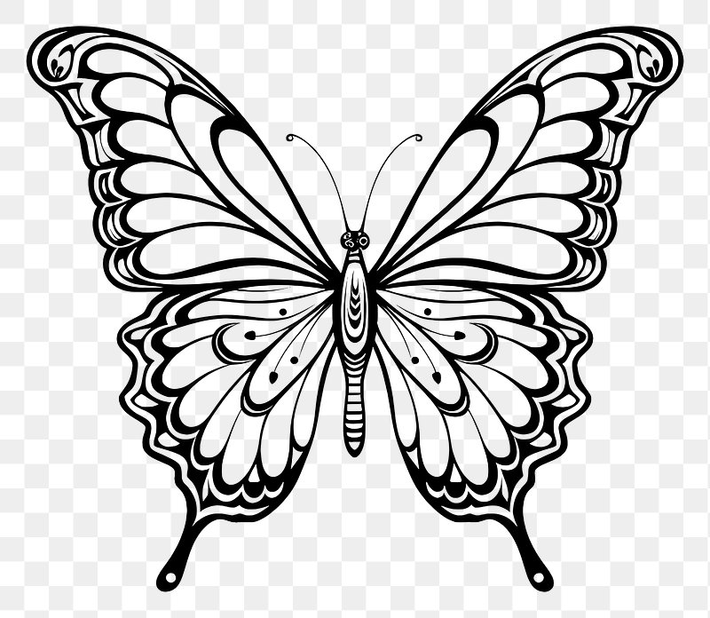 butterfly sketch cliparts 2024