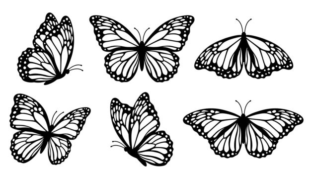 butterfly vectors