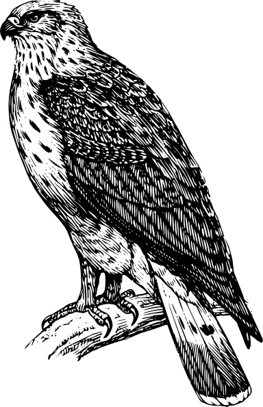 Buzzard Raptor clip art Vectors images graphic art designs in ...