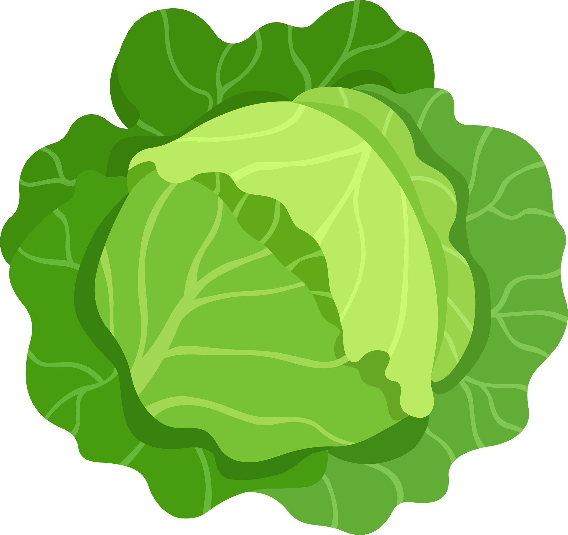 cabbage cliparts 2024