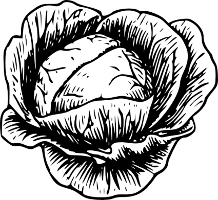 Cabbage clip art Free Clipart Download | FreeImages