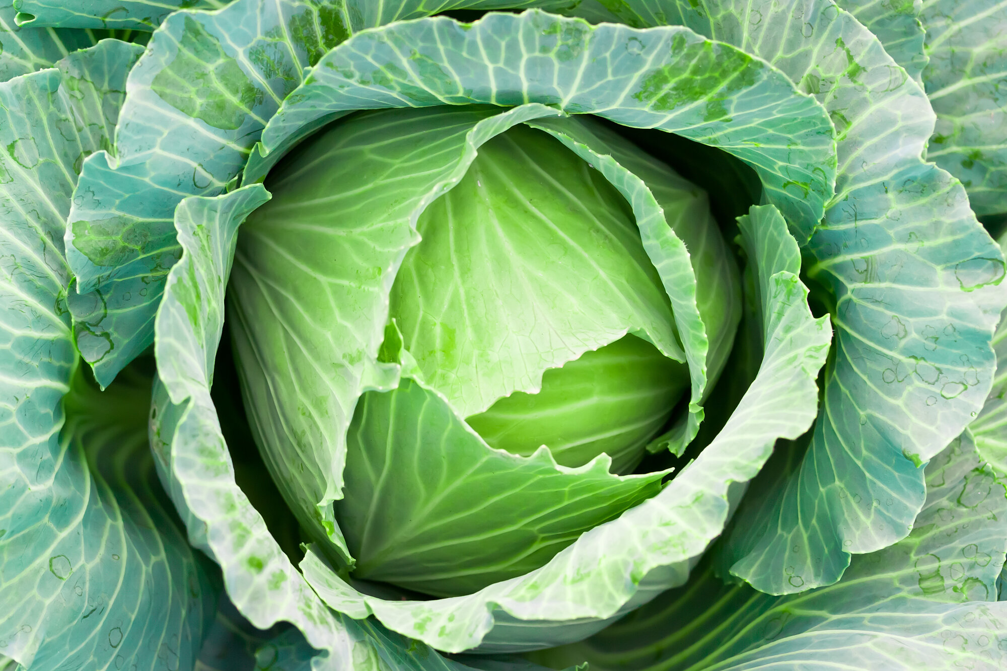 The Humble Cabbage — Medford Food Co-op