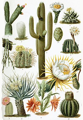 Cactus - Wikipedia