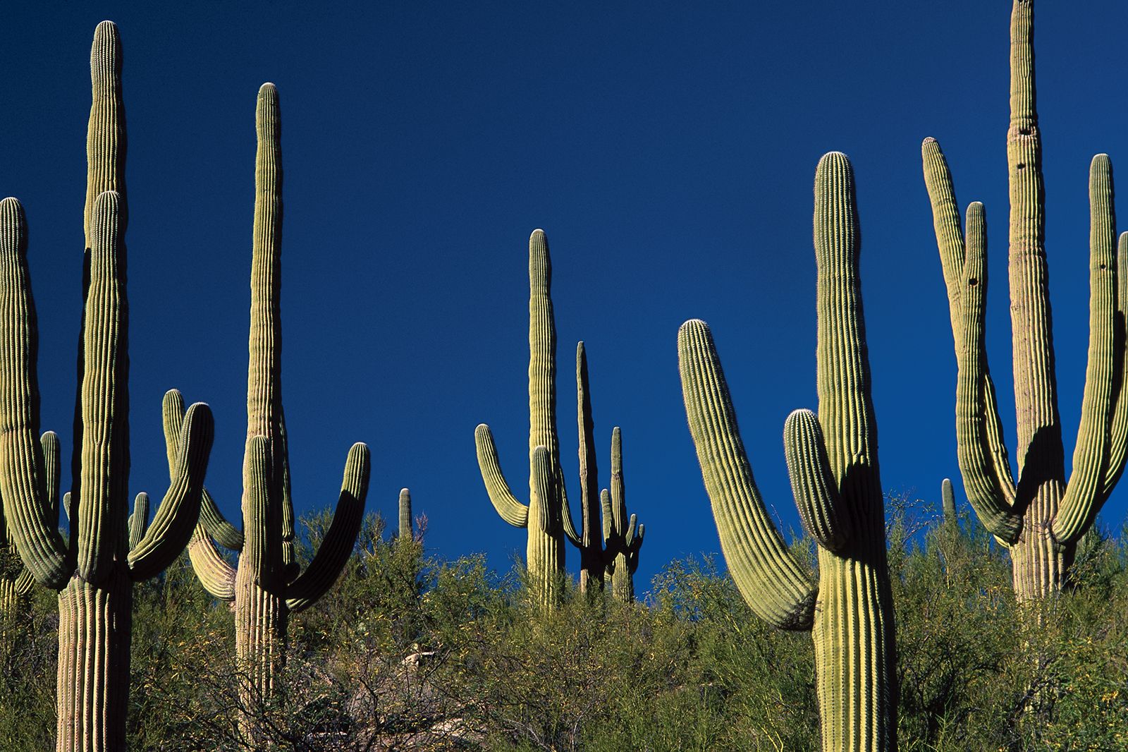 Cactus | Description, Distribution, Family, &amp; Facts | Britannica