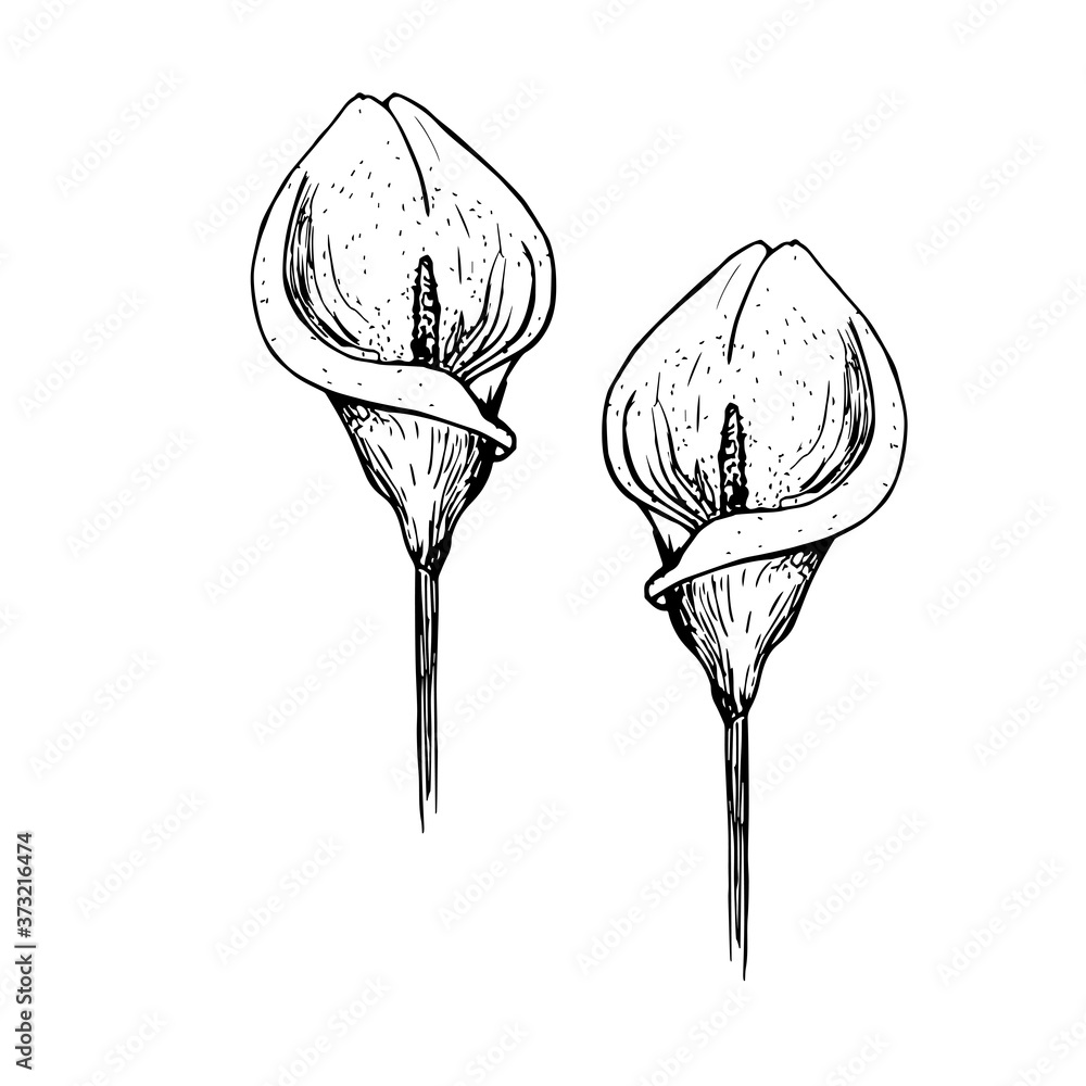 calla lily clipart