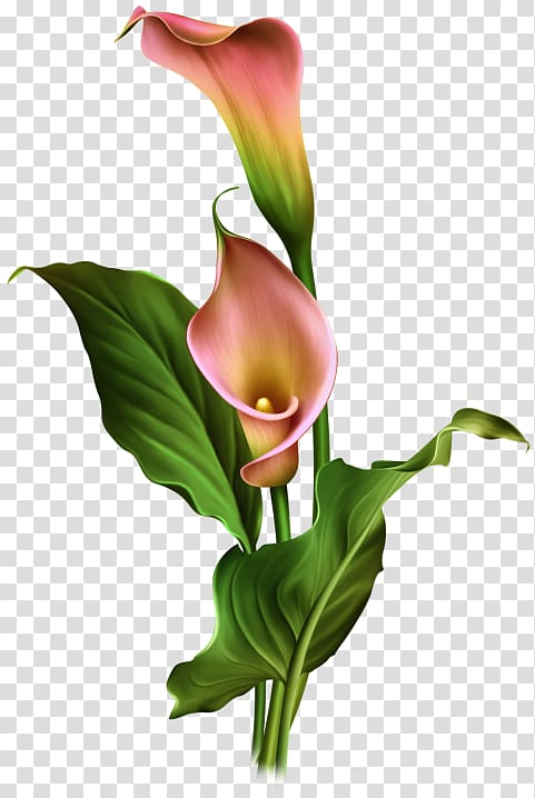 White calla lily flower illustration, Leaf Flower Plant stem Green ...