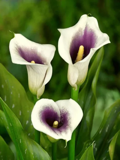 Zantedeschia Vermeer (Calla Lily)