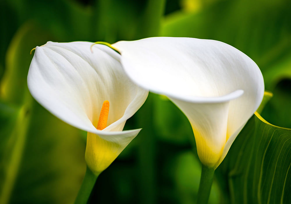 All About Calla Lilies | Kittelberger Florist Webster