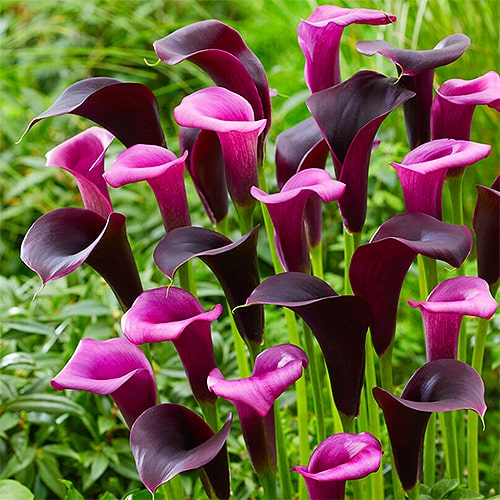 calla