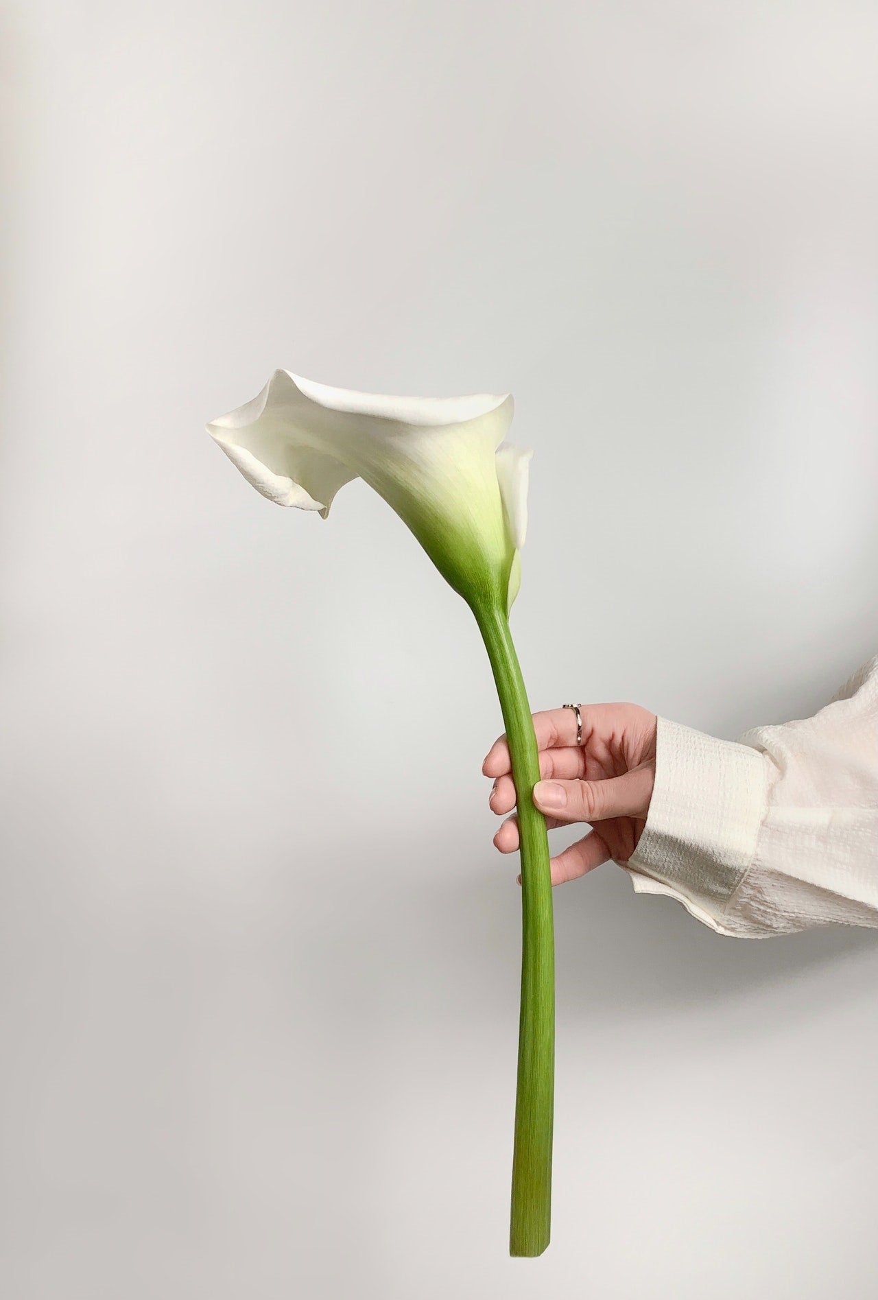 calla