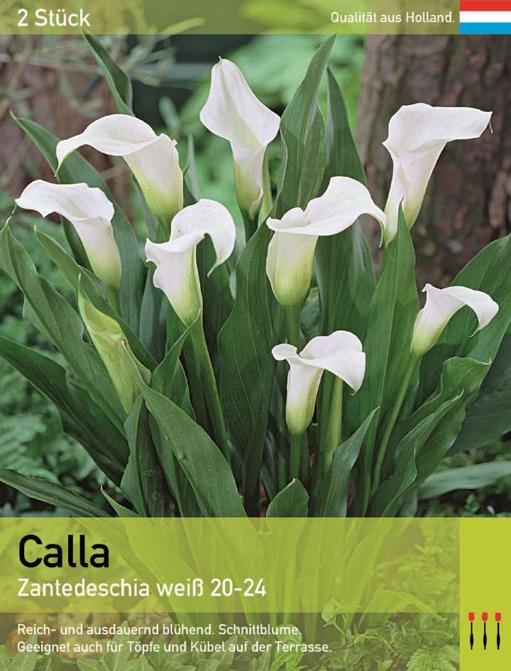 calla