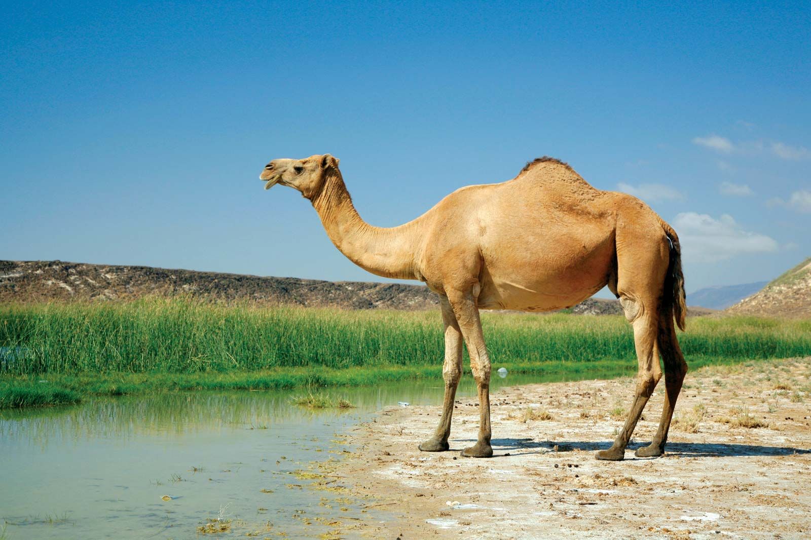 Camel | Description, Humps, Food, Types, Adaptations, &amp; Facts ...