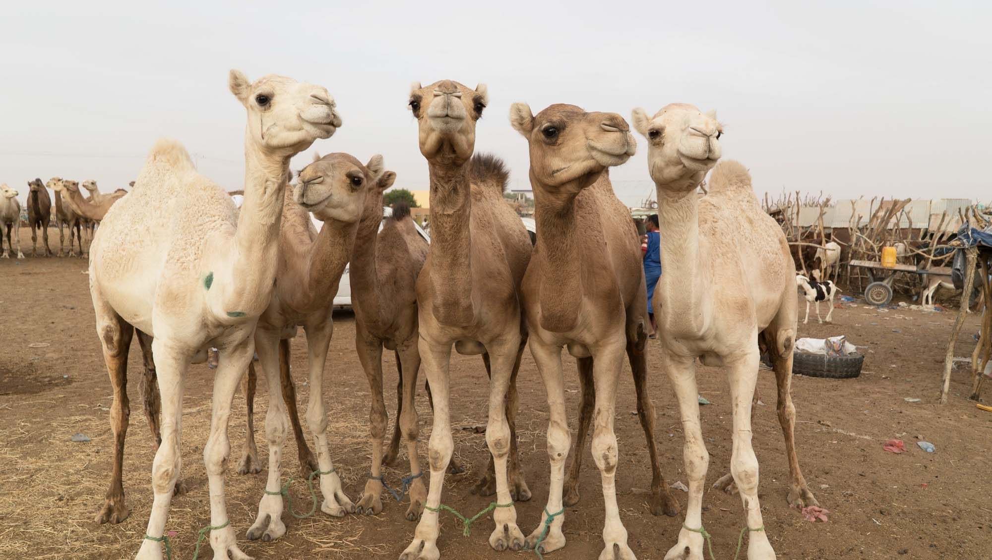 camels
