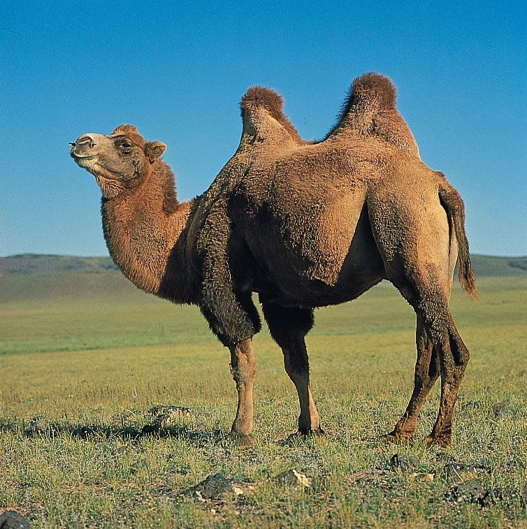 Camel | Description, Humps, Food, Types, Adaptations, &amp; Facts ...