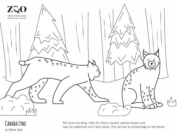 canada lynx coloring page