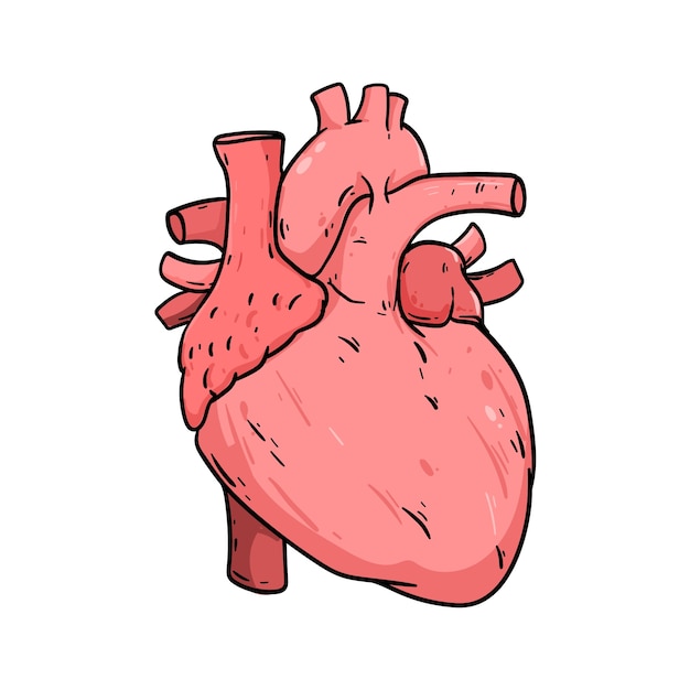 cardiac cliparts