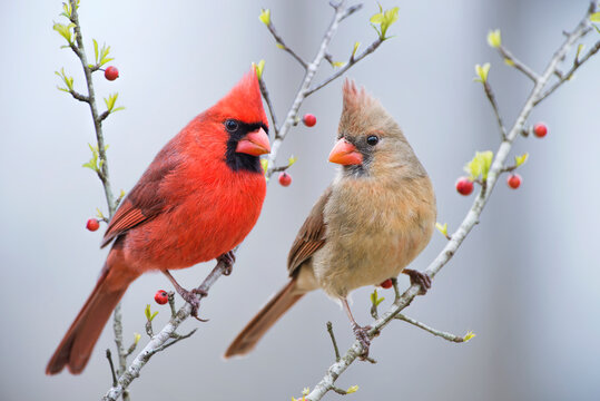 cardinal bird images free