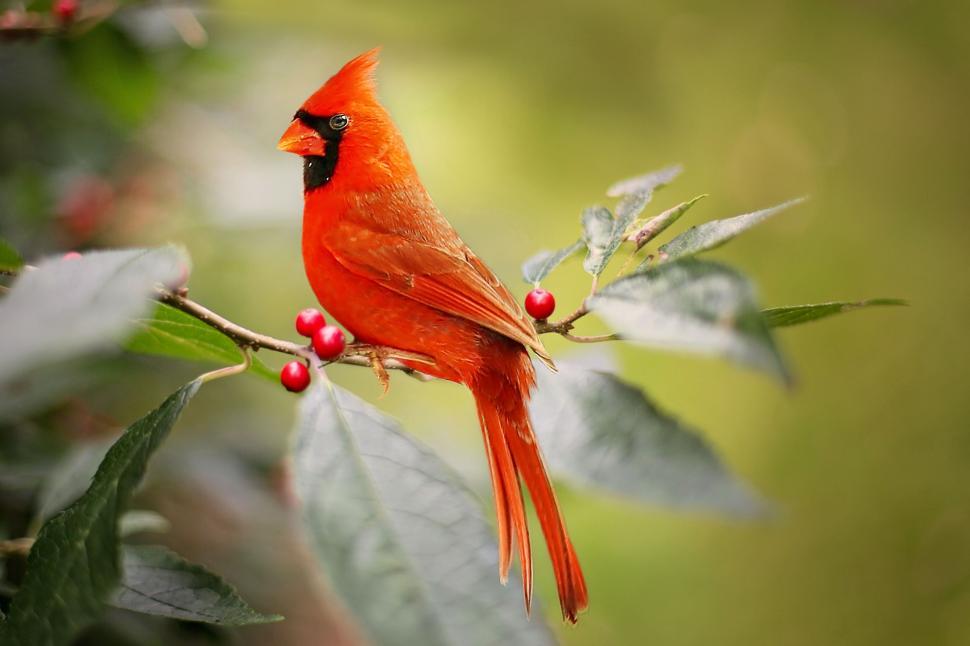 cardinal bird images free