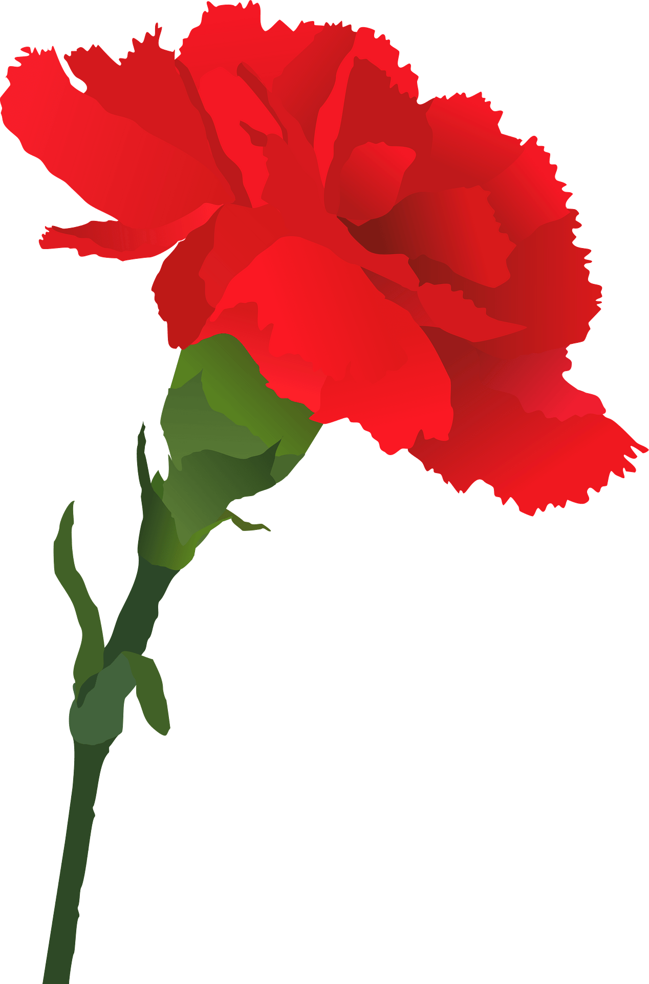 carnation cliparts 2024
