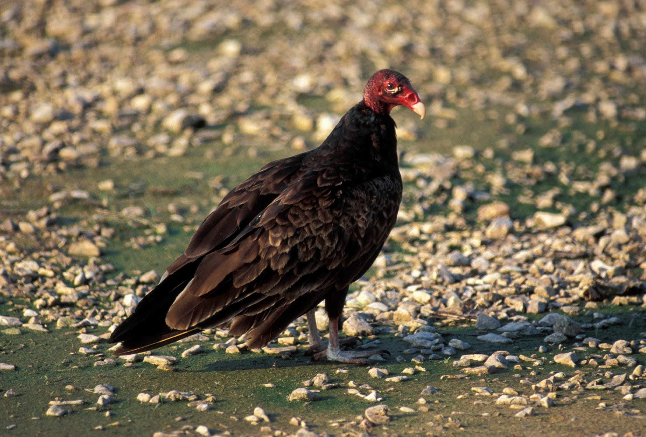 Vultures carrion eating benefits humans