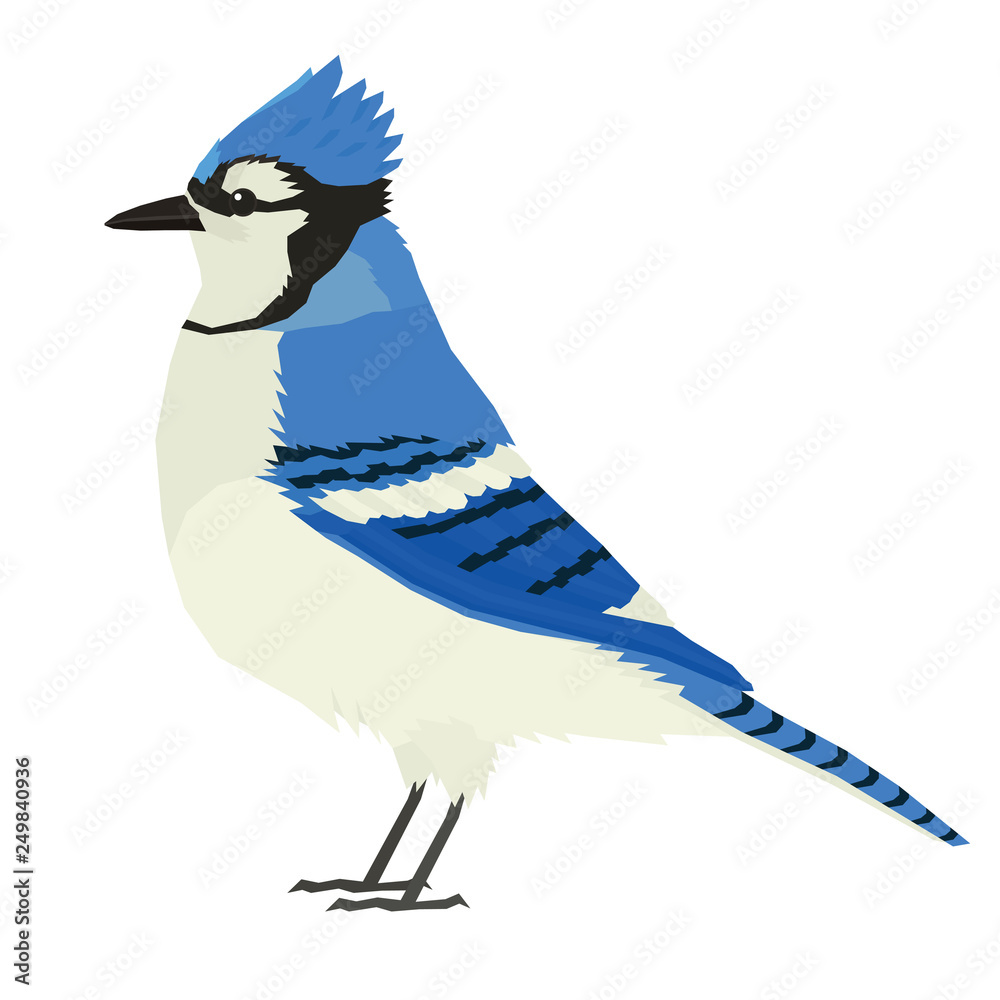 Blue Jay bird Wildlife Vector animals Isolated object, nenilkime ...