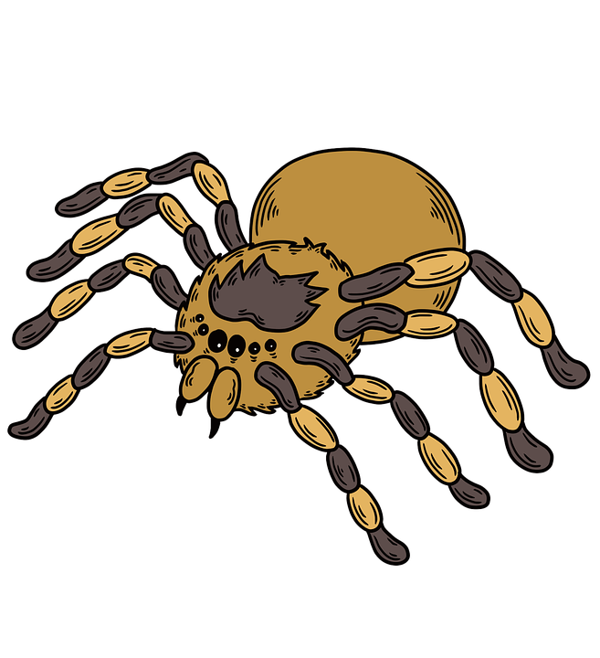 cartoon images of spiders