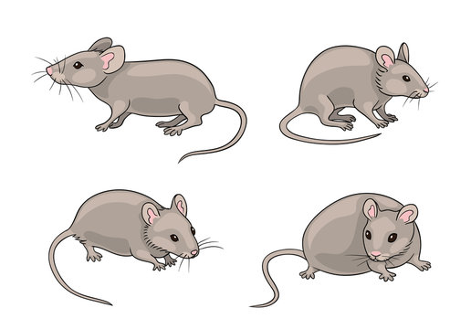 Mouse Cartoon Images – Browse 222,890 Stock Photos, Vectors, and ...