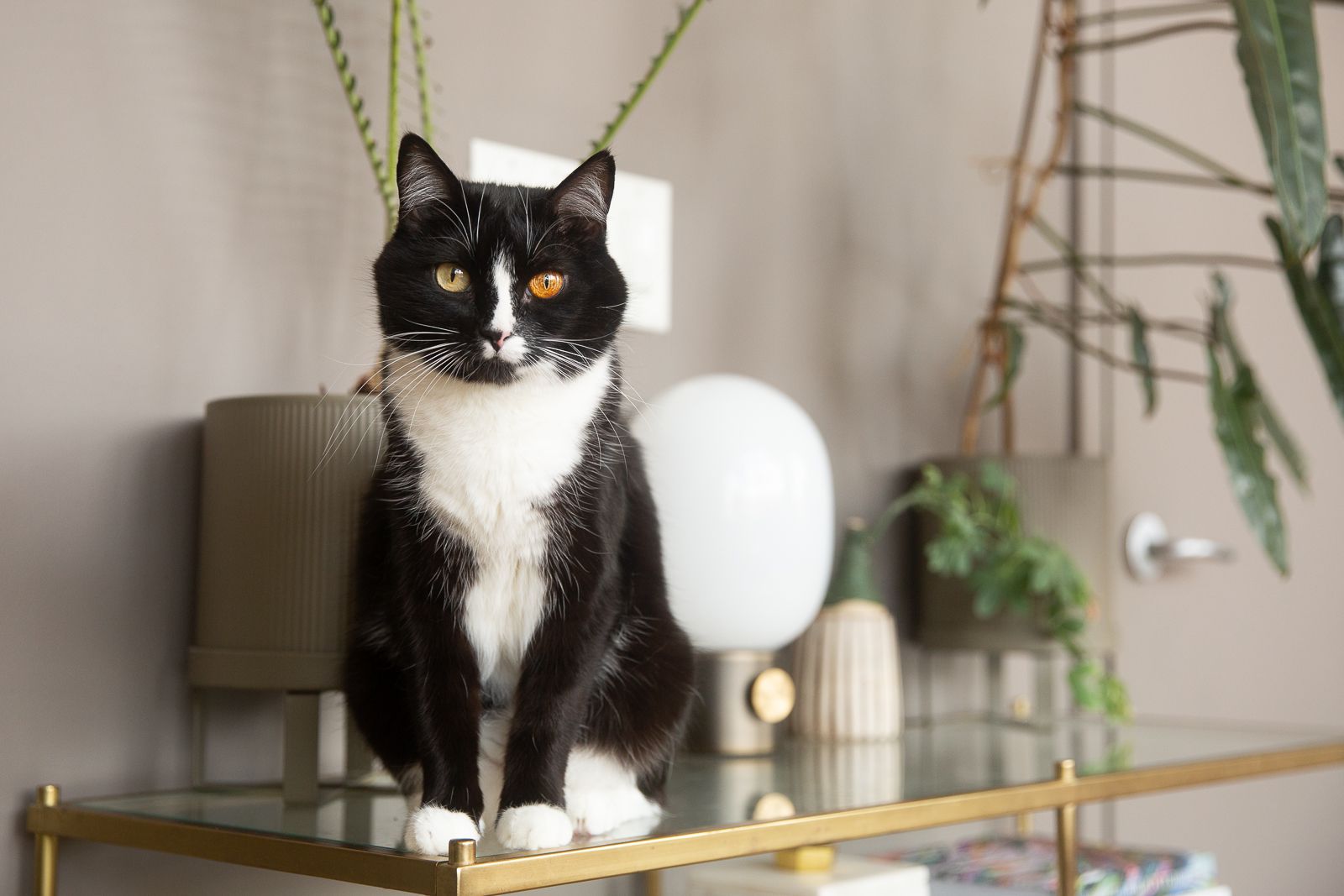 cat black and white