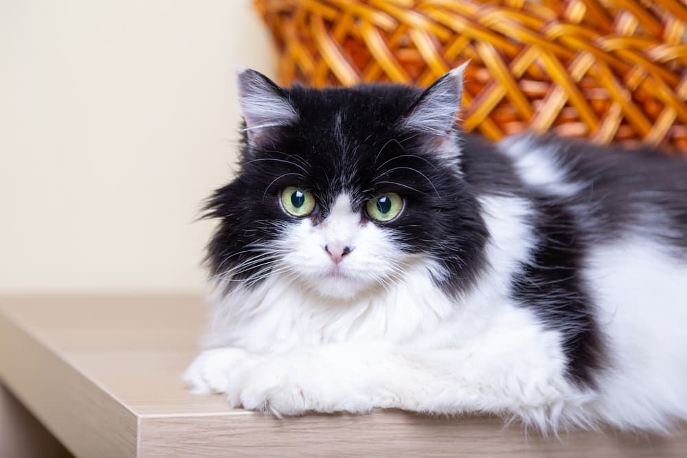 A white and hot sale black cat