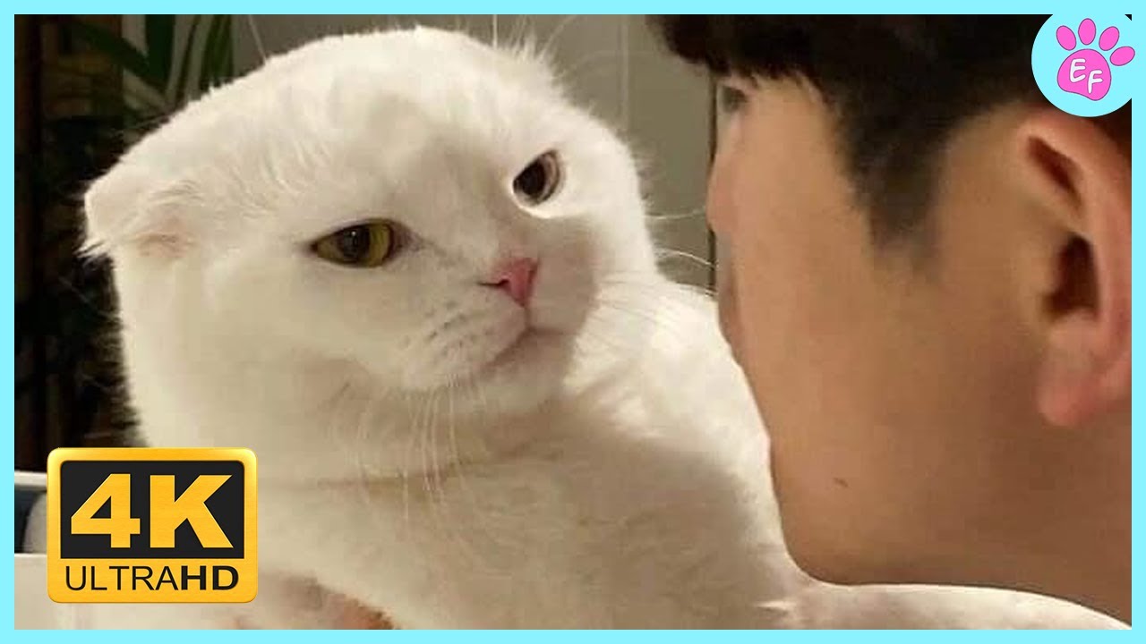 Best Cat Moments Clip 2024! - YouTube