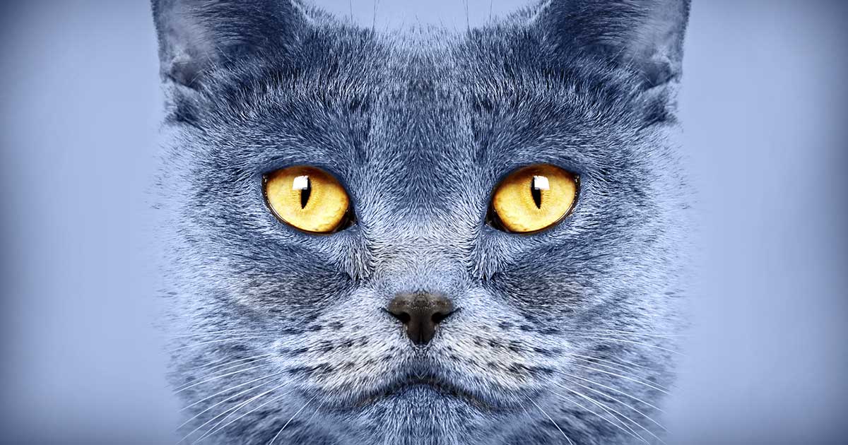 20/20 Vision: Why Do Cats Eyes Glow in the Dark?