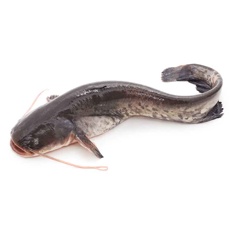 Cat Fish