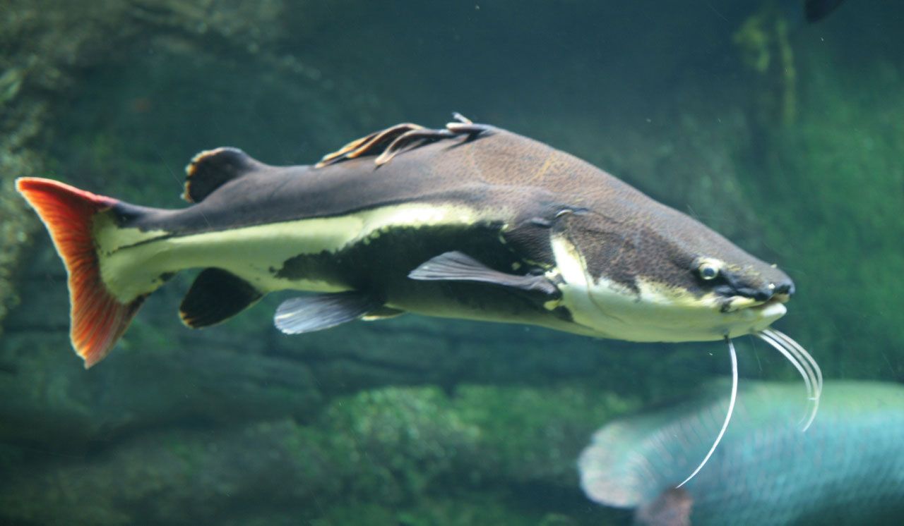 Catfish | Tank Setup, Diet &amp; Species | Britannica