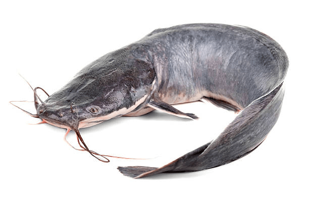 CAT FISH