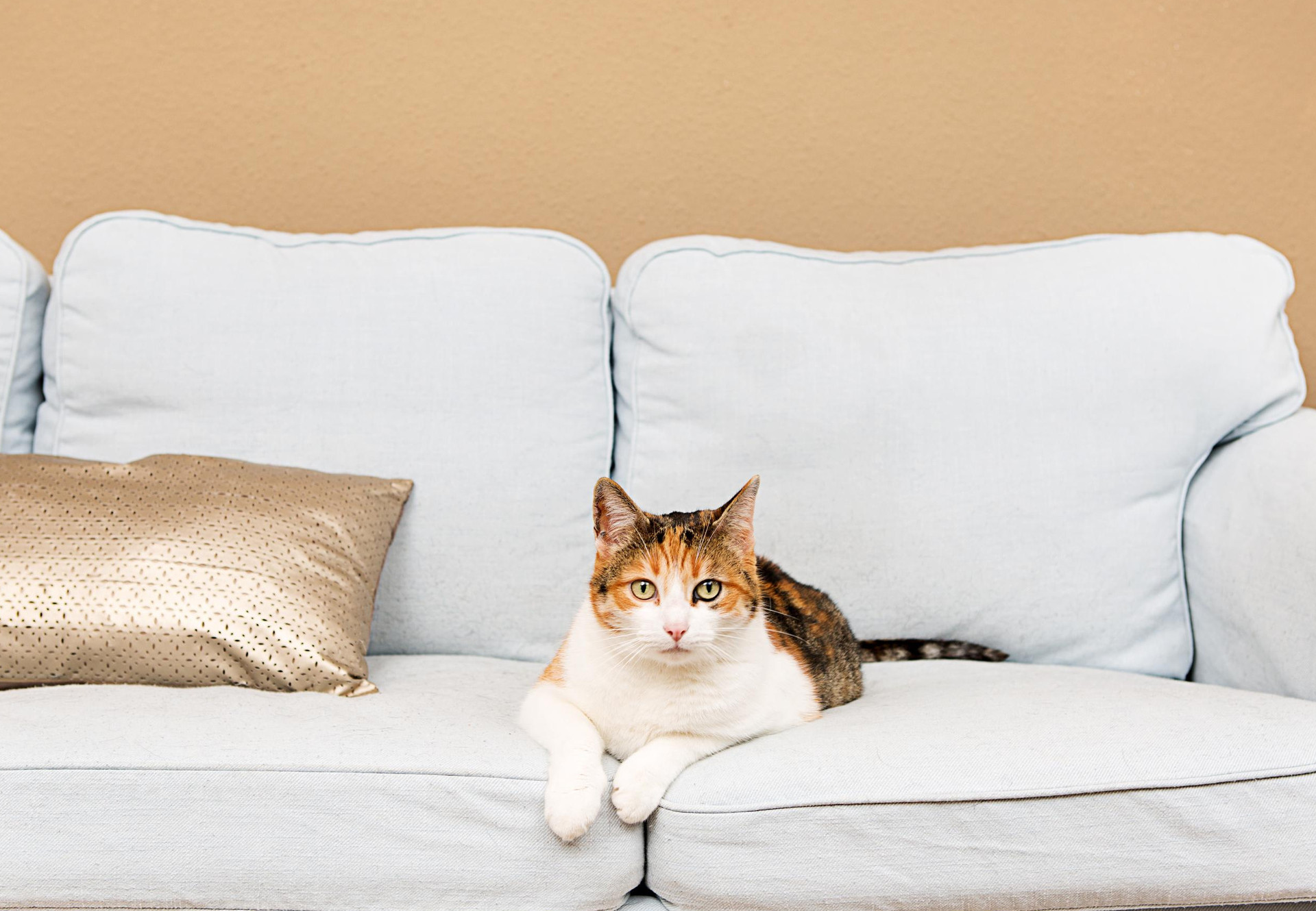 Cat-Sitting Season - FOUR PAWS International - Animal Welfare ...