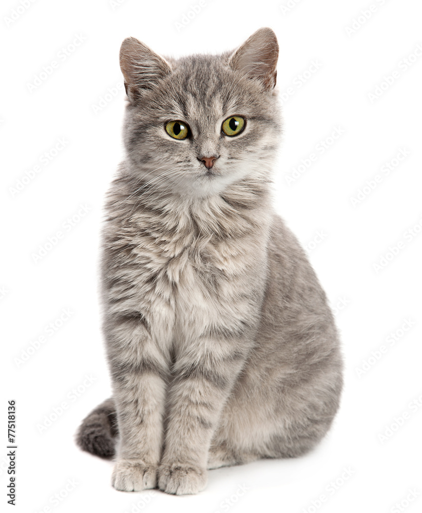 cat sittings
